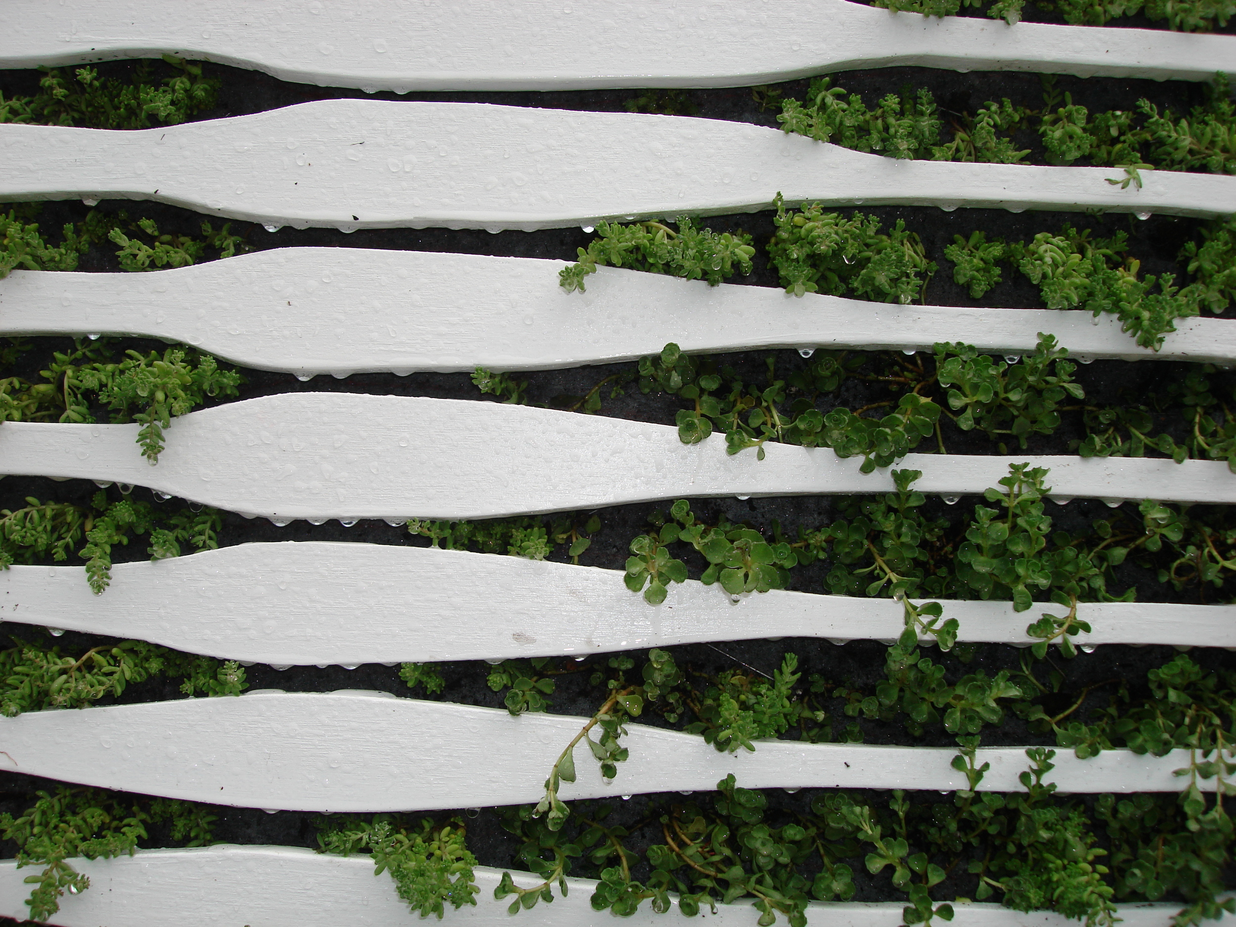 Living portrait_detail4.JPG